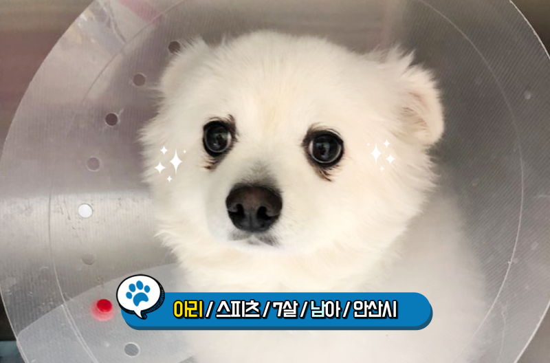개의 비장이 파열되는 이유