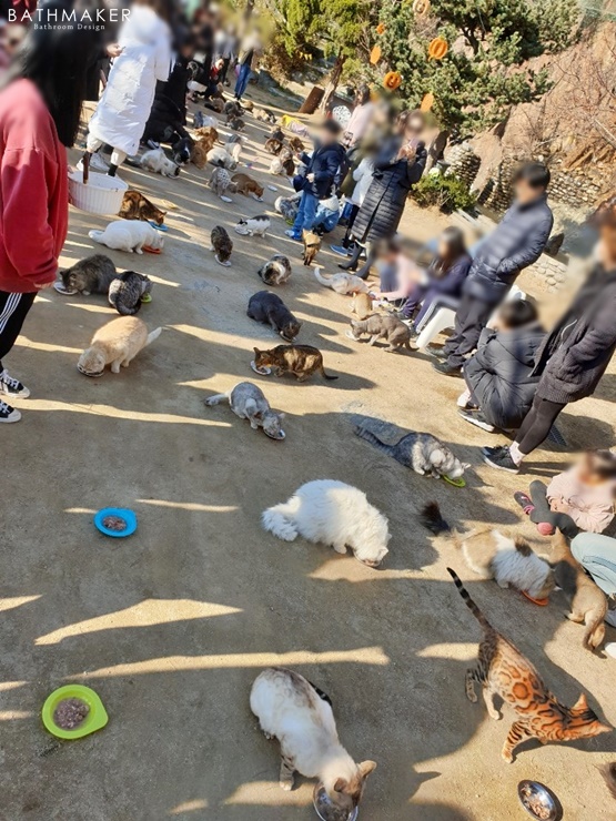 고양이 카페, 고양이 실외 놀이터,  자연과 어우러진 고양이들의 천국, 강서구 개화동 고양이정원