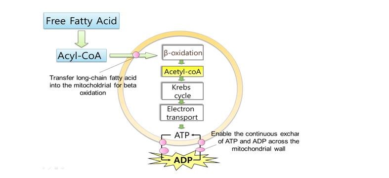 acetyl-l-carnitine 효능 엘카르니틴 효능 : 체지방 분해 살뺄거 아이가 L-카르니틴(L-carnitine) : 네이버 블로그