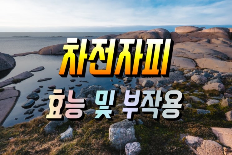  [차전자피] 효능 및 부작용_먹는법_제품고르는 팁