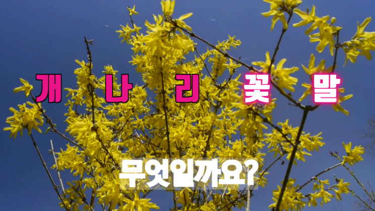  개나리꽃말? 목련꽃말 벚꽃,목련,유채꽃,진달래 봄꽃들의 꽃말은 무엇일까요?(옥탑방의문제아들 문제)