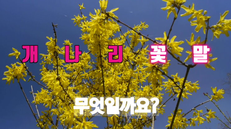 개나리꽃말? 목련꽃말 벚꽃,목련,유채꽃,진달래 봄꽃들의 꽃말은 무엇일까요?(옥탑방의문제아들 문제)