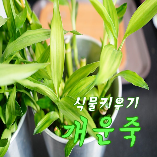 수경식물 개운죽 키우기! 개운죽 번식, 노랗게 됬을 때 대처법, 사무실 수경재배 추천 식물