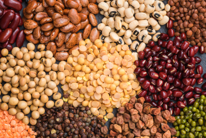 흰강낭콩(white hidney beans) 관련 뉴스 : 다이어트에 도움을 주는 단백질덩어리