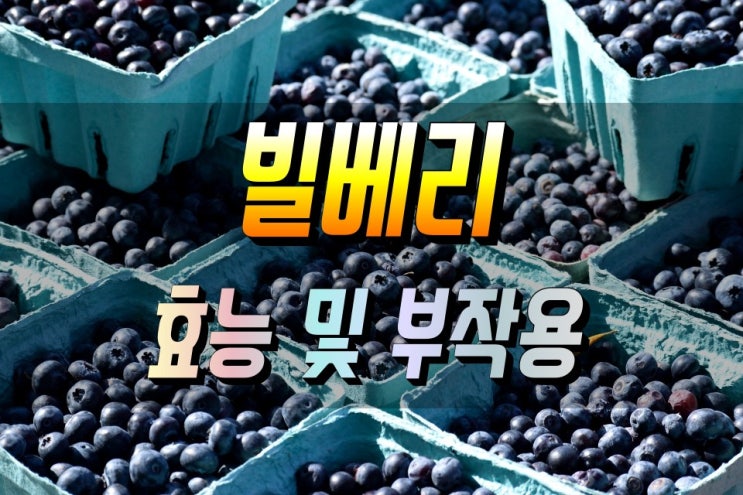  눈건강 및 항산화 효능이 뛰어난 빌베리(Bilberry) 부작용 권장량 먹는법 심층 연구