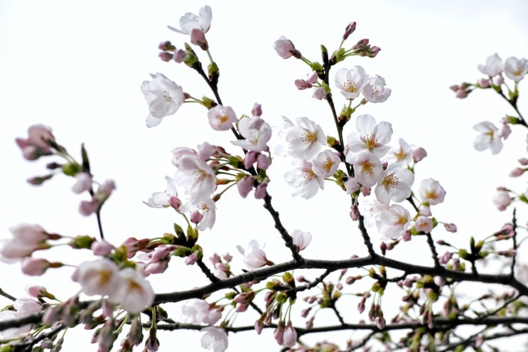  꽃사진 몇 점 (gr3)