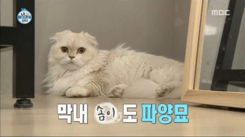 윤균상 반려묘 고양이 솜이, 고양이 헤어볼 가슴 아픈... 이별