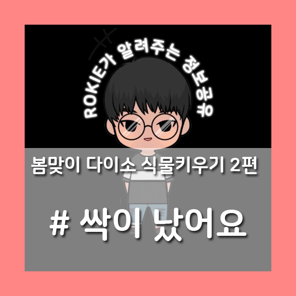  [봄맞이 다이소 식물] 싹이 올라왔어요.