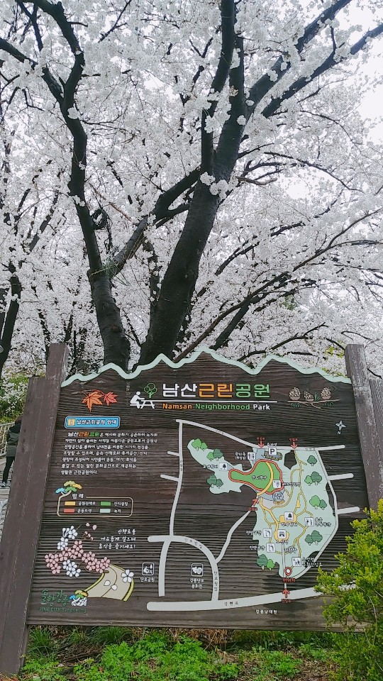  [지구31] 벚꽃구경을 위한 강릉시티투어&맛집투어 #후아유 #강릉게스트하우스 #강릉시티투어