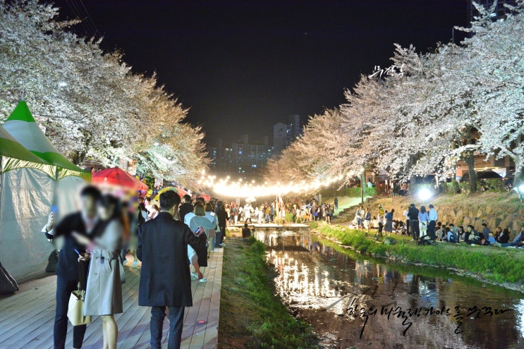  울산 궁거랑 벚꽃축제 , 무거천 개화 , 날씨 , 주차정보 [일상]