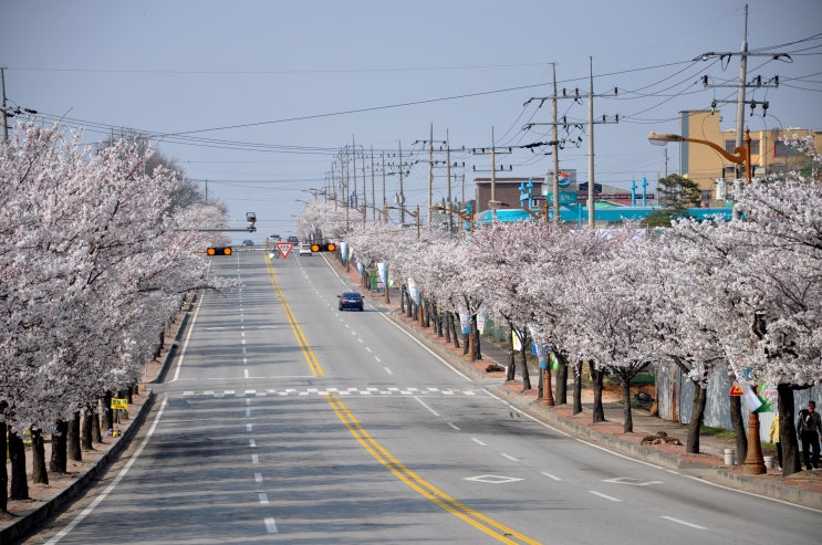  예산 3대 벚꽃을 만나보아요