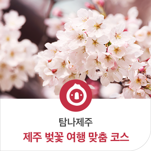  제주벚꽃개화시기 맞춤 봄 여행 코스 알려드려요!