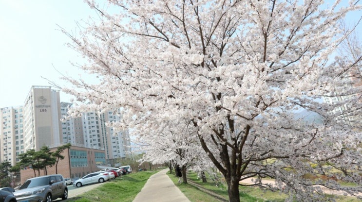 2019 봄 꽃, 올해도 만개 넘 예쁘잖아~