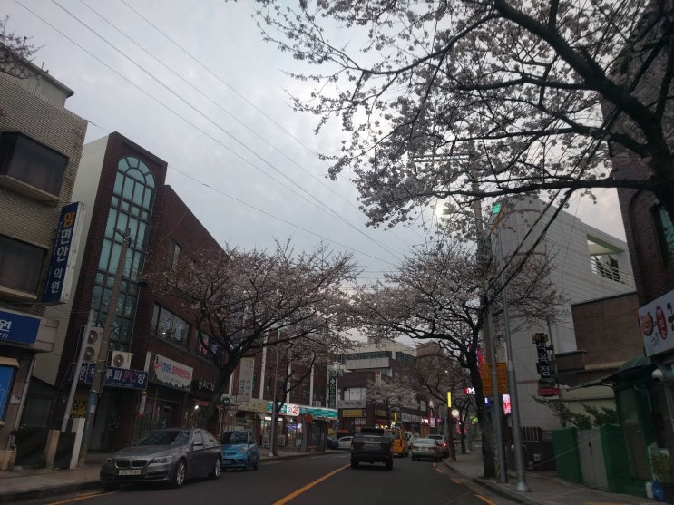 녹산로 제주 유채꽃 벚꽃 현재 상황 녹산로 제주 유채꽃 벚꽃 현재 상황