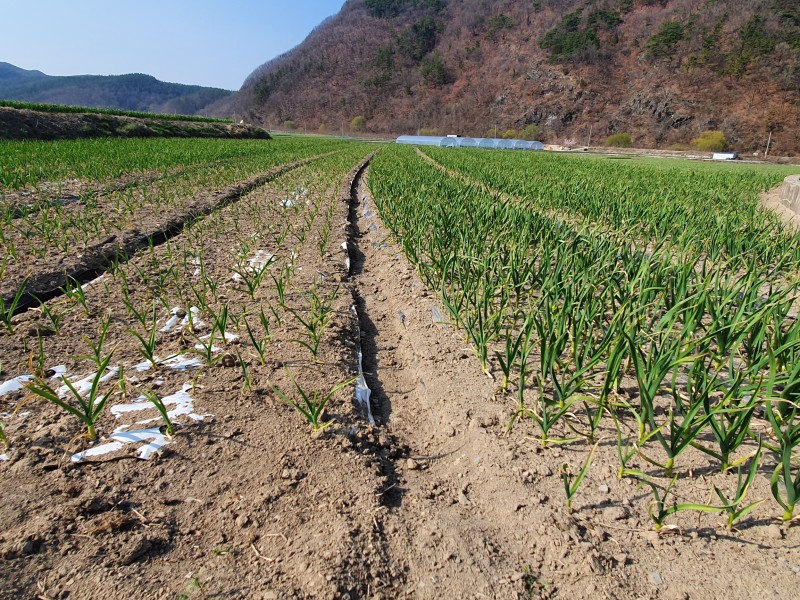 마늘키우기 영천마늘 주산지 신녕마늘재배하기 : 네이버 블로그
