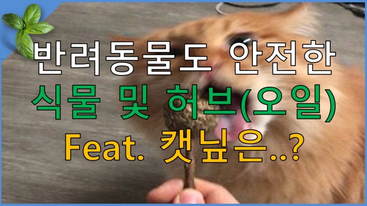  고양이, 강아지에게 건강을 가져다주는 식물 및 허브! Feat.오일