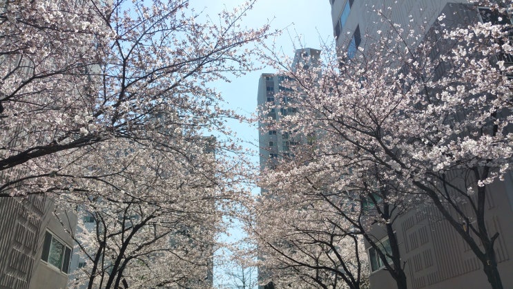  2019년 봄소식