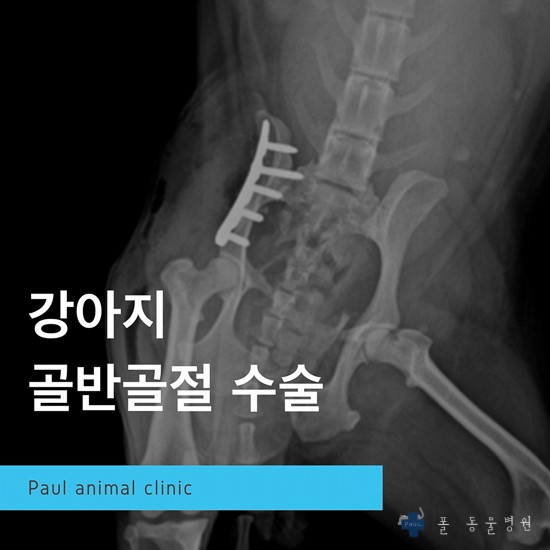 강아지 골반골절 수술, 교통사고, 골절 수술 전문 & 분당 24시 폴 동물병원(정자동)