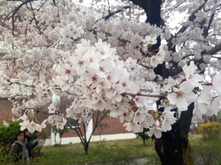  경산 벚꽃 명소 핫플 영남대에서 즐긴 벚꽃 축제(2019.3.30) ~ 진짜 힐링이 여기 있어요~