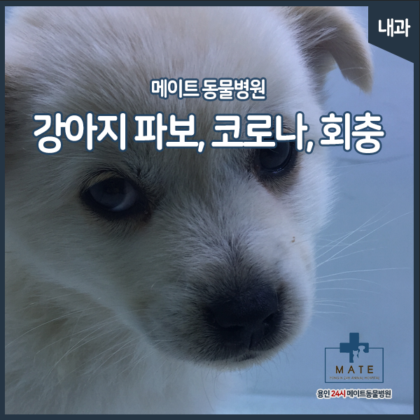  강아지 파보 장염, 강아지 코로나 장염, 강아지 회충, 강아지 설사 - 용인 24시 동물병원