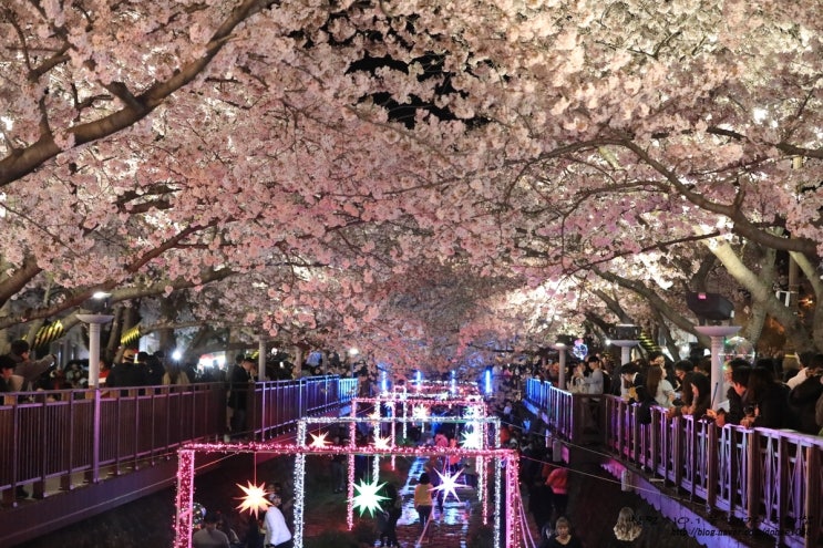 진해군항제 벚꽃축제 경화역 로망스다리 활짝 폈어요