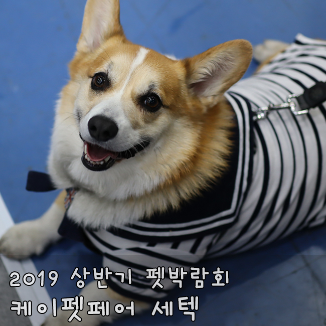  2019 케이펫페어 세텍, 상반기 펫박람회