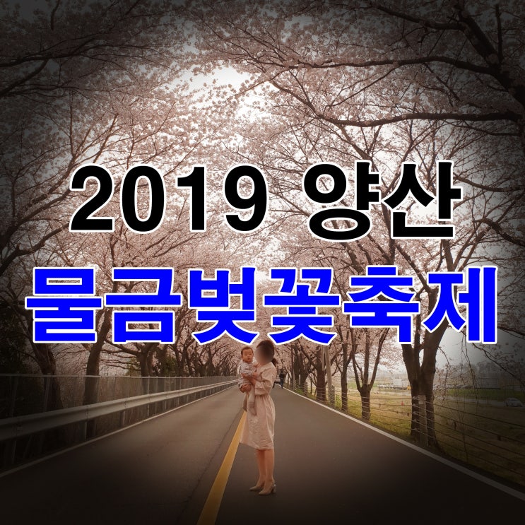 2019양산물금벚꽃축제 봄꽃보러갑시다~