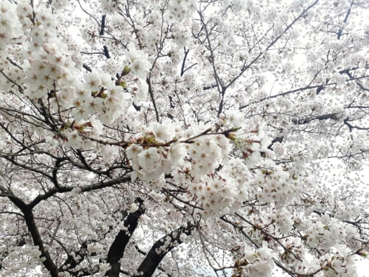  가창 그리고 경산 2019년 3월 29일 금요일 벚꽃