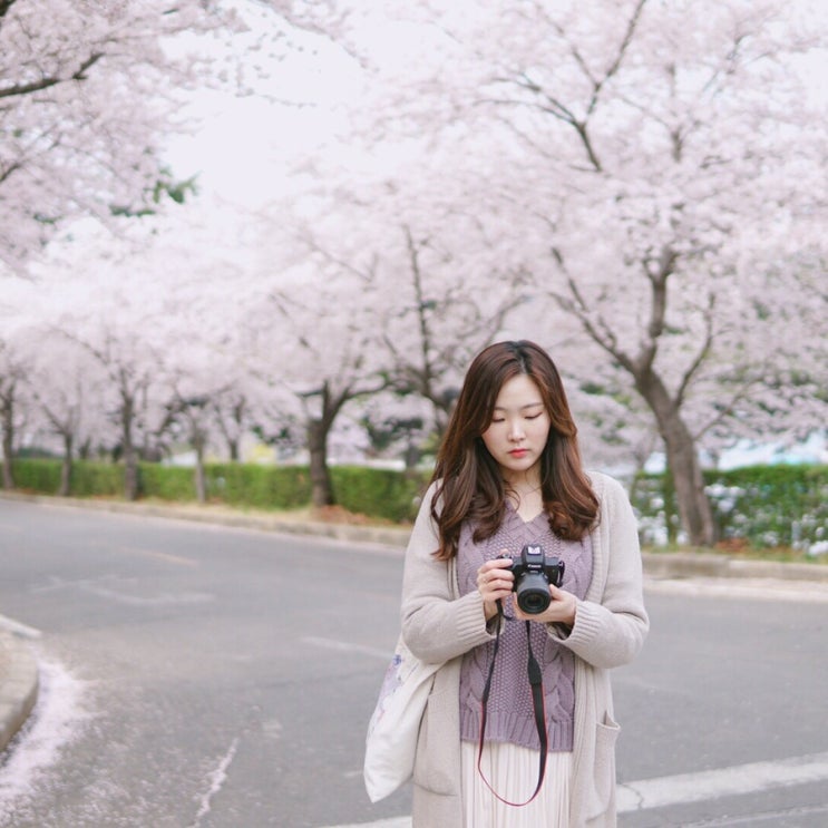  3월 30일 오늘 대구 날씨랑 이월드 벚꽃 with 캐논 M50 