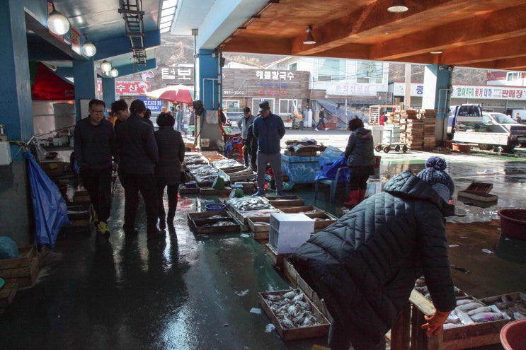 서천 홍원항 위판장 :) 어시장 주꾸미 갑오징어 꽃게