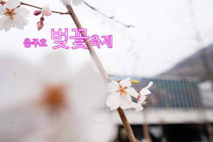 충주호 벚꽃축제 열리는 충주댐 물문화관 물레방아공원~