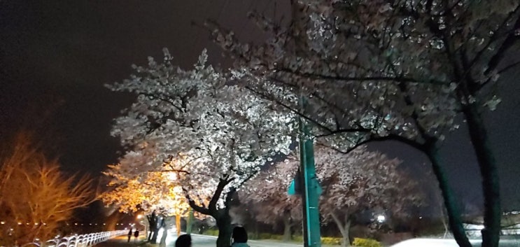  구미 벚꽃명소 구미대교~남구미대교 낙동강변