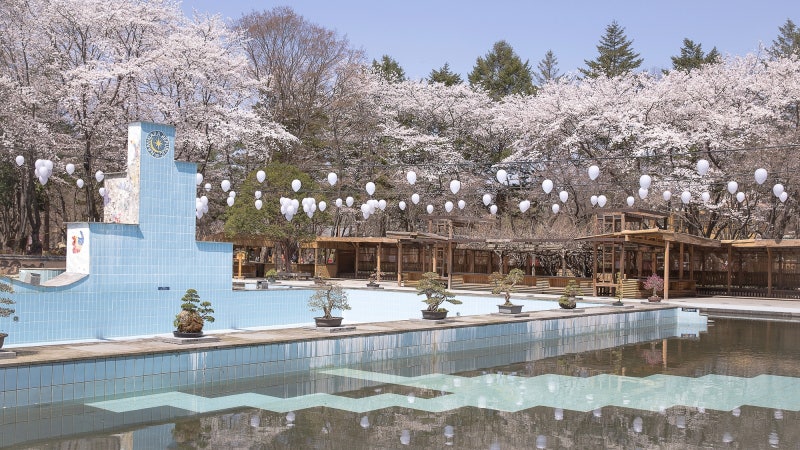 남이섬 봄꽃 페스티벌