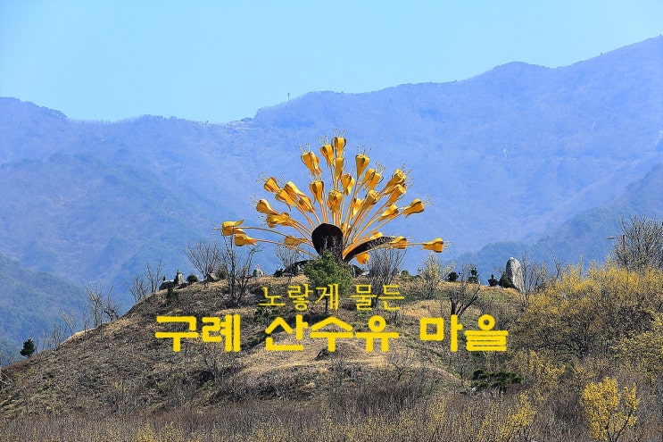  노랗게 물든 구례 산수유 마을