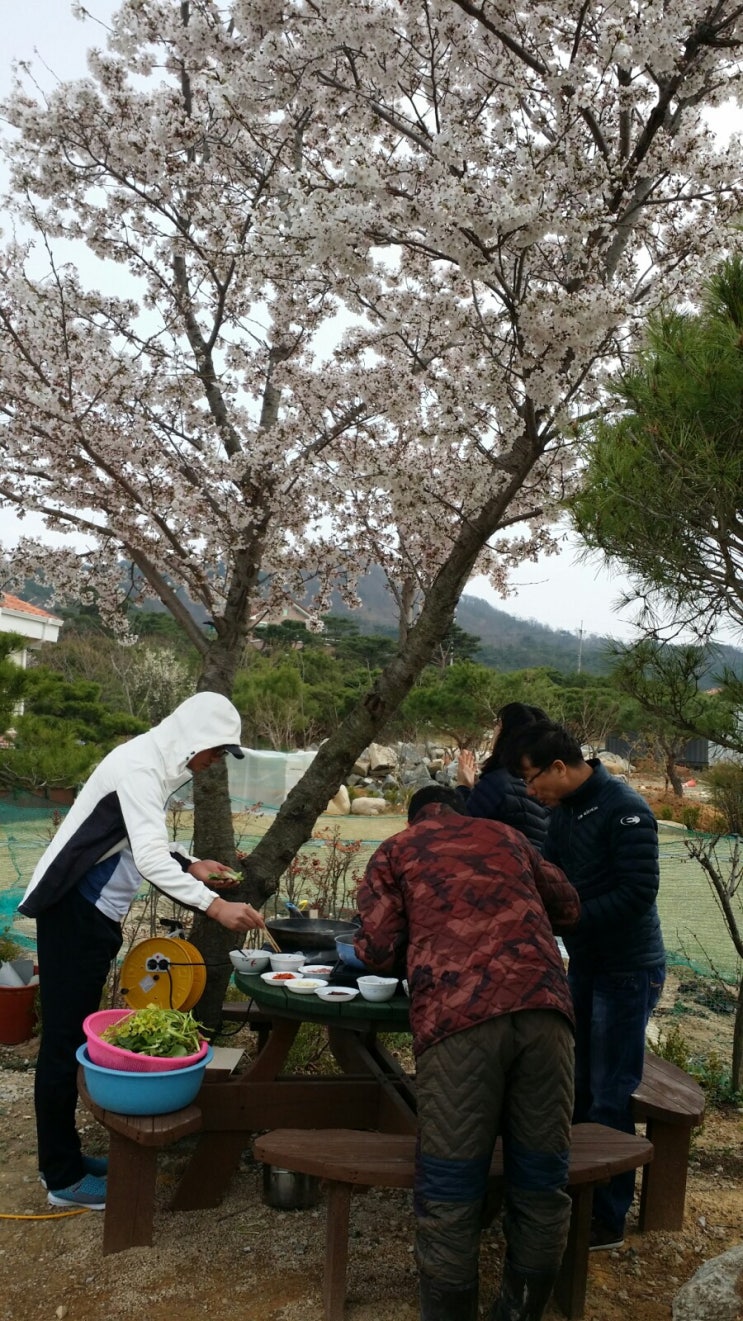 봄동과 삼겹살