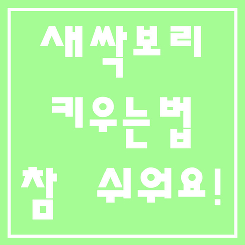  새싹보리 키우는법, 키우기 정말 쉬워요