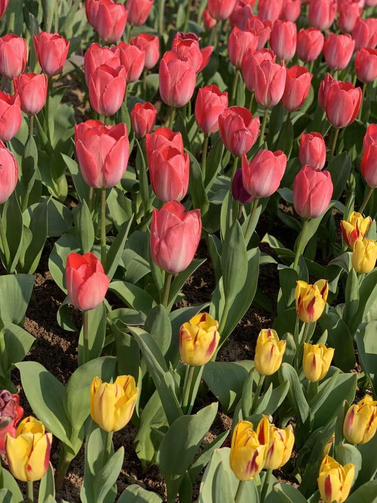  '19 MAR APR