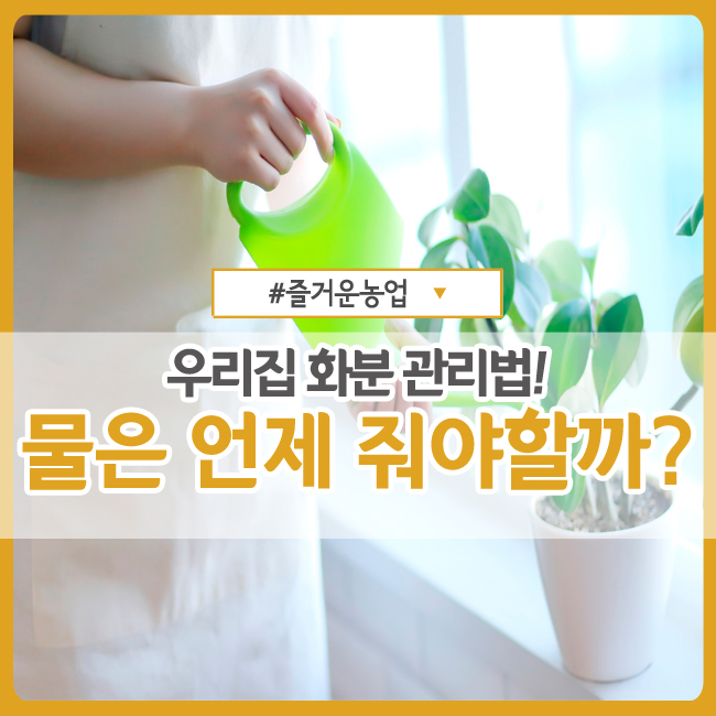  화분 물 주기, 어렵지 않아요! :: 식물 박사가 알려주는 우리집 화분 관리법 ①