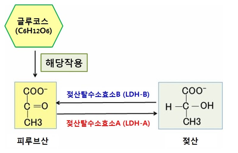 NAD를 고갈시키는 암 치료: 디클로페낙 + 고농도 비타민 C 점적주입 + 반지련(半枝蓮) + 메트포르민 : 네이버 블로그