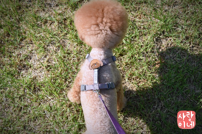 강아지 가슴줄 당김없이 편안한 테일즈앤미 노아샵 추천해봐요