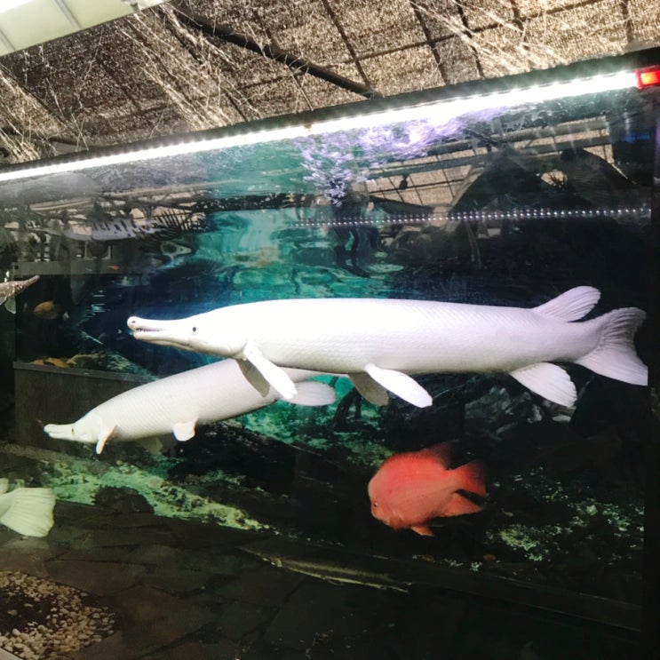  [서울 데이트 추천] 몬스터리움 / 인천 아이와 함께 가볼만한 곳 / 데이트 추천 / 민물고기 / 고대어 / 아로와나 구경기 / 이색 데이트 추천!