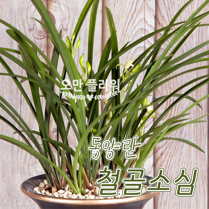  축하난으로도 인기만점! 동양란 철골소심 하나면 끝! 종류 고민하지말고 하나로 해결하기