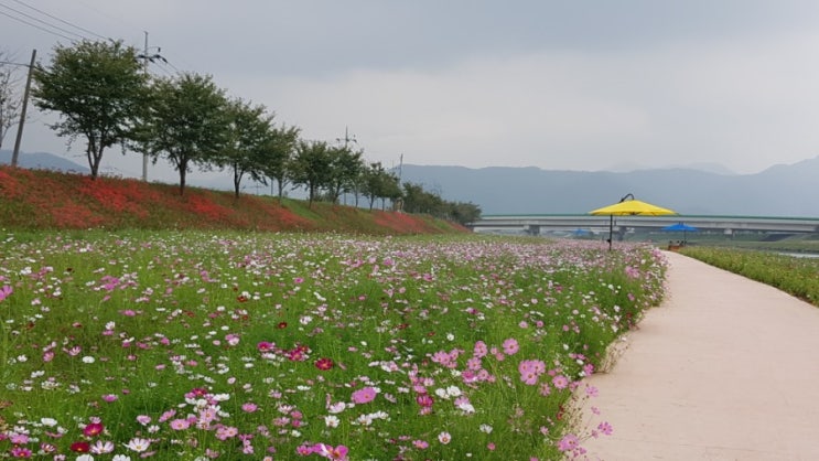  서천변 가을나들이 꽃으로 부터 듣는 메세지