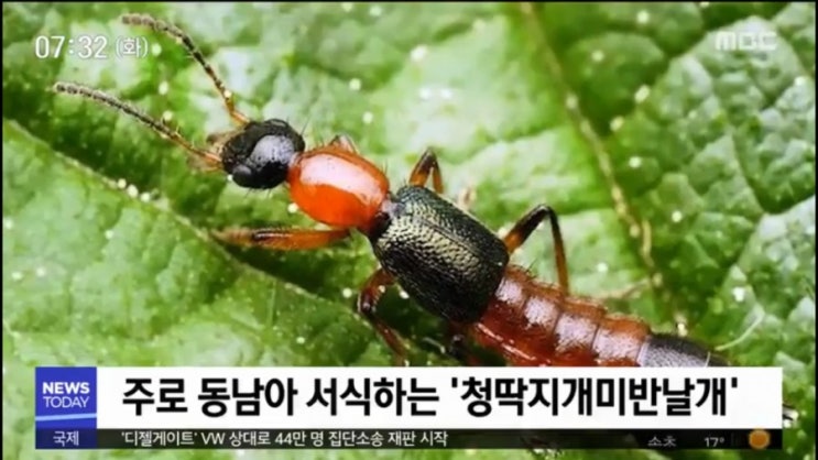   대학 기숙사 화상벌레 청딱지개미반날개 주의 ! 페델린 독소 증상 피부 궤양 실명 위험 치료법은 ?
