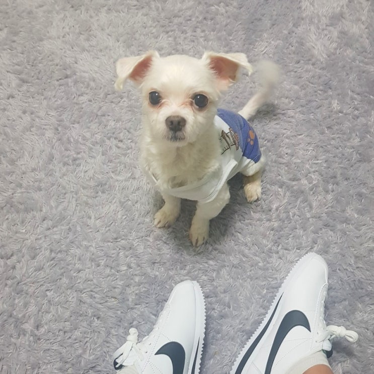  우리 집 막내 '김콩돌' 소개합니다. 