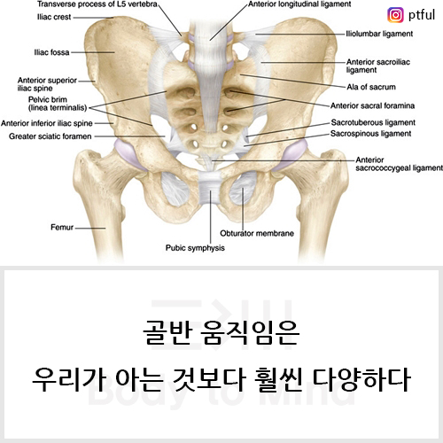 골반 움직임은 우리가 아는 것보다 훨씬 다양하다