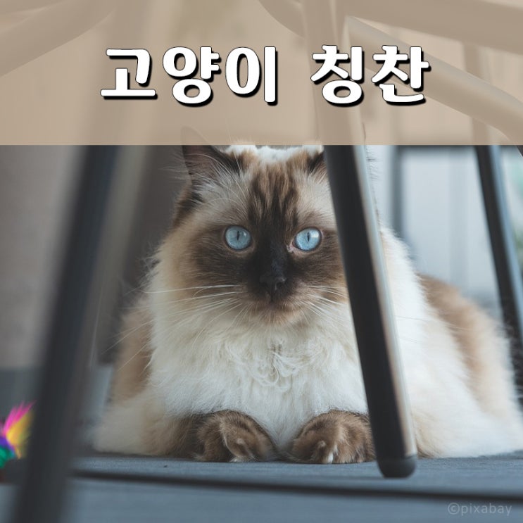 고양이를 칭찬하는 방법, 타이밍 / 언제, 어떻게?