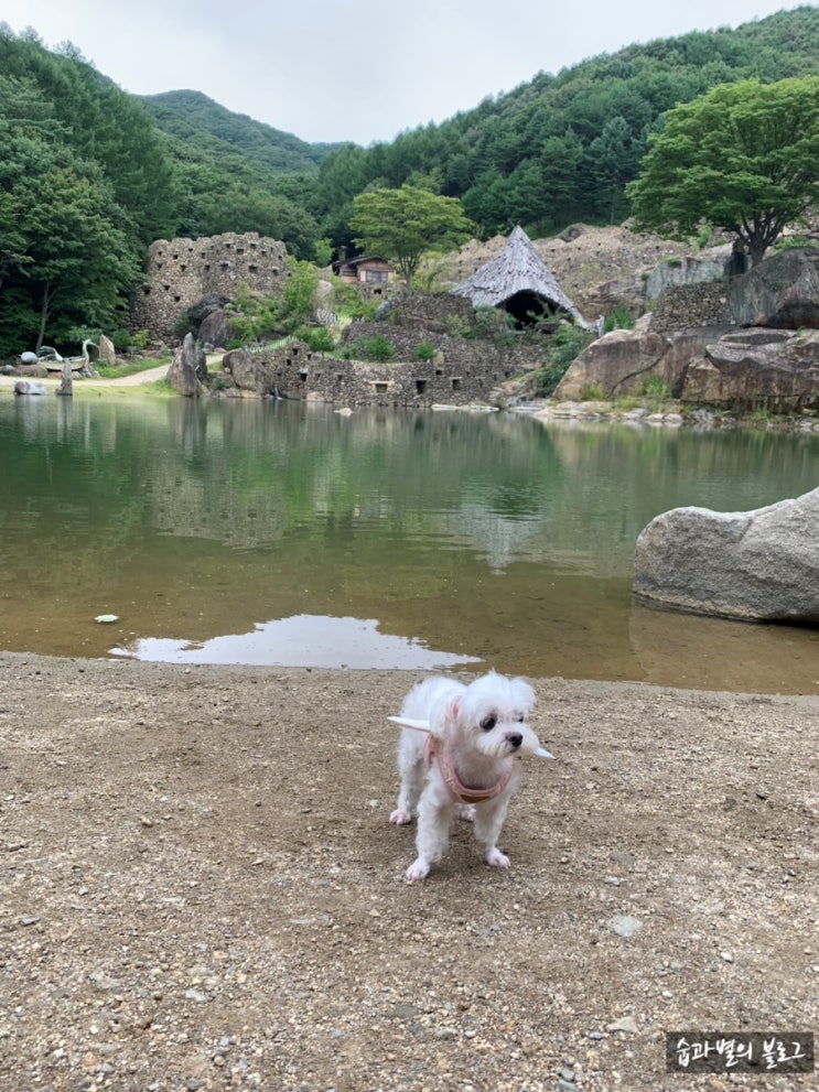  애견동반 여행 하동 <삼성궁> 나들이 가요!