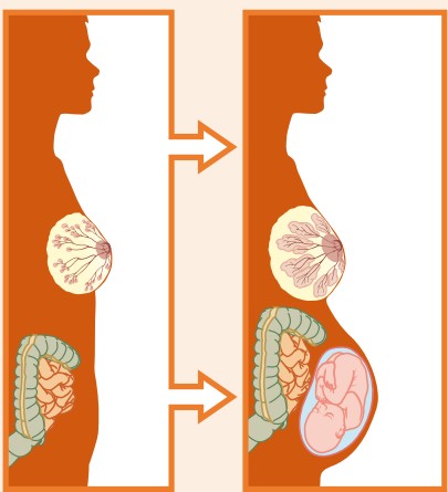  신생아를 위한 프로바이오틱스, 모유 올리고당을 가장 잘 분해하는 균주가 함유되어 있을 것.