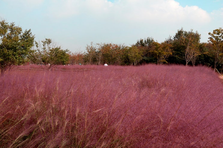 부산 사하구 을숙도생태공원 낙동강하구 에코센터 핑크뮬리
